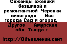 Саженцы ежевики безшипой и ремонтантной. Черенки винограда . - Все города Сад и огород » Другое   . Амурская обл.,Тында г.